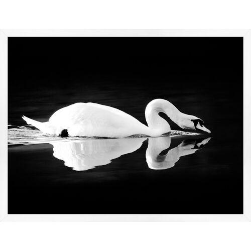 Lillian August - Swan on Black - White