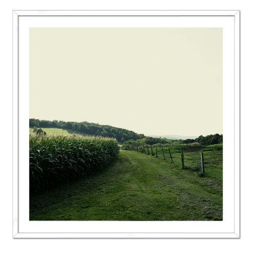 Christine Flynn - Cornfield Photograph - Green