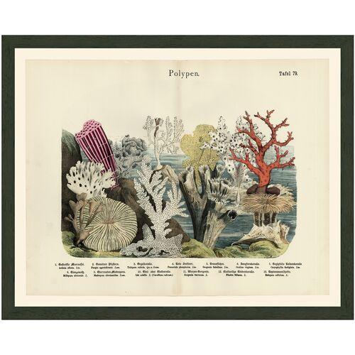 Seascape Coral 79 - 1890 - Ivory