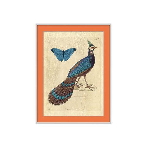 Orange Bird II - Silver