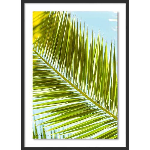 Carly Tabak - Palm 2 Southern California Photograph - Black