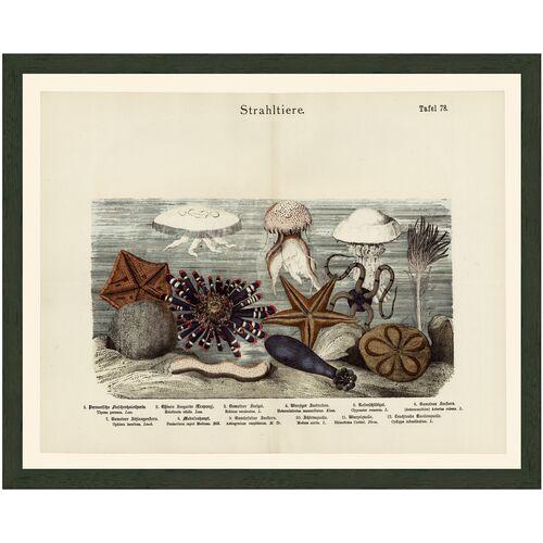 Seascape Starfish - Jellyfish 78 - 1890 - Ivory