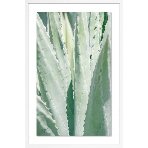 Carly Tabak - Succulent Photograph