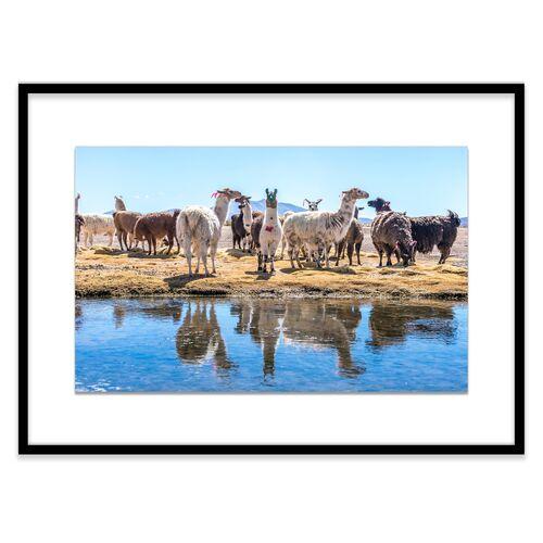 Richard Silver - Llamas by the Pond - Uyuni Photograph - Blue