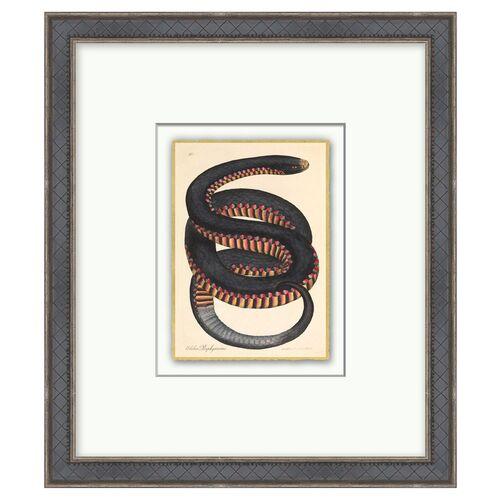 Crimson Sided Snake - Gold Leaf - Black