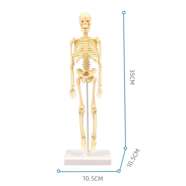 35CM Human Skeleton Model - DIY Educational Kit for Children Science