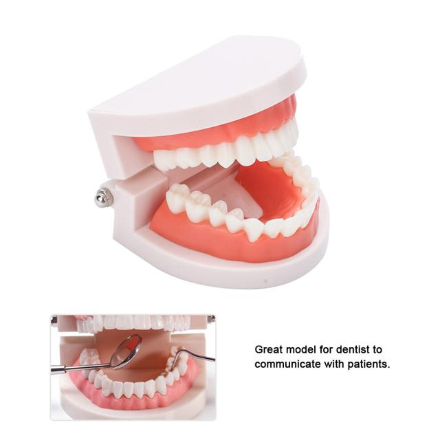 Portable 28 Piece Dental Denture Gums Model for Medical Study