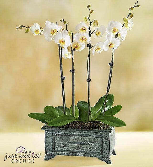 Rustic White Orchid in Brushed Wood Container