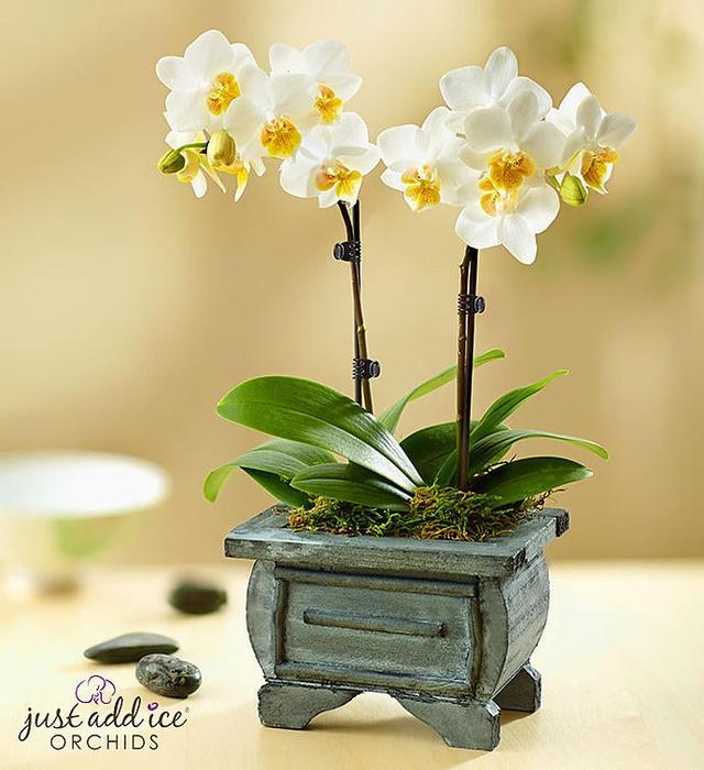 Rustic White Orchid in Wood Planter - Easy Care Phalaenopsis