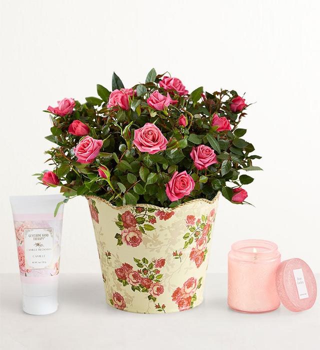 1-800-Flowers Flower Delivery Classic Budding Rose Large W/ Rose Garden Candle & Lotion