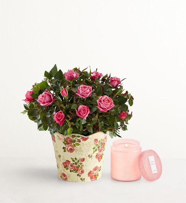 1-800-Flowers Flower Delivery Classic Budding Rose Small W/ Rose Garden Candle
