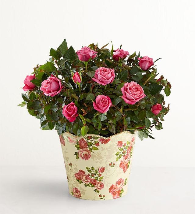 1-800-Flowers Flower Delivery Classic Budding Rose Small