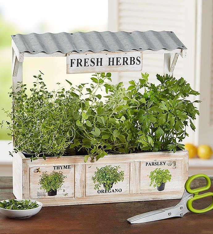 1-800-Flowers Plant Delivery Herb Garden Trio Herb Garden & Scissors