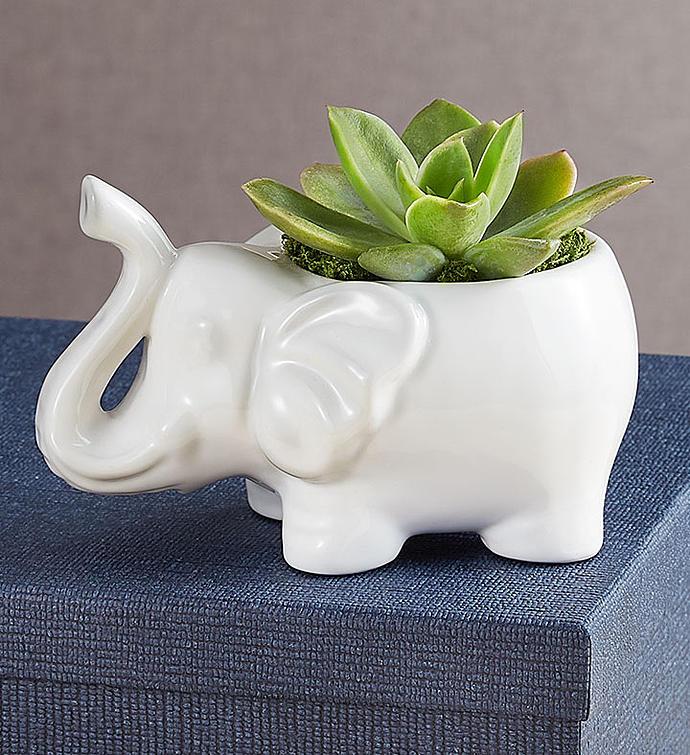 1-800-Flowers Plant Delivery Safari Animal Succulents Elephant