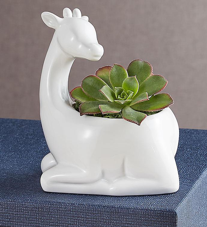 1-800-Flowers Plant Delivery Safari Animal Succulents Giraffe