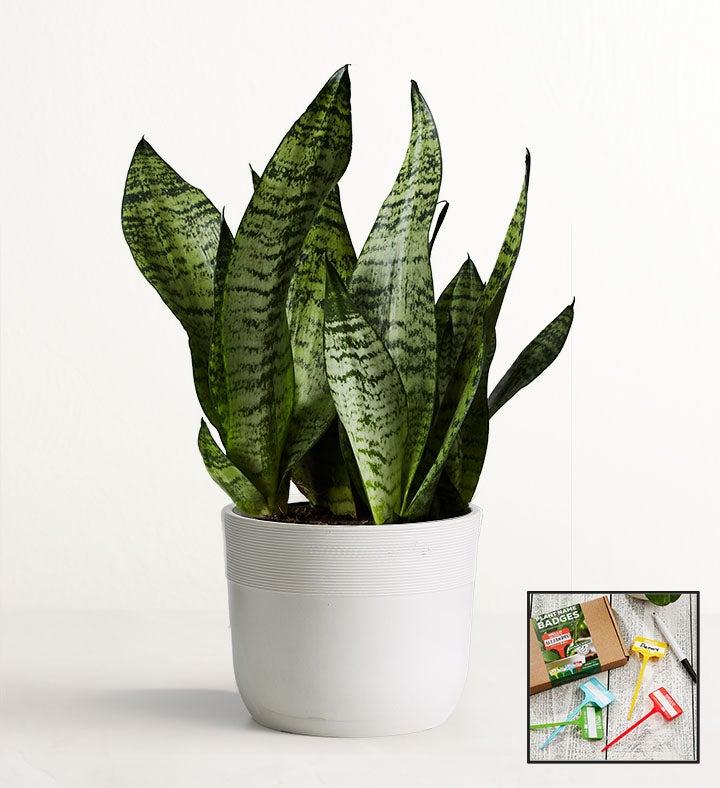 1-800-Flowers Plant Delivery Snake Plant (Sansevieria) Table Size (Medium) W/ Sandstone Planter + Free Plant Name Badge