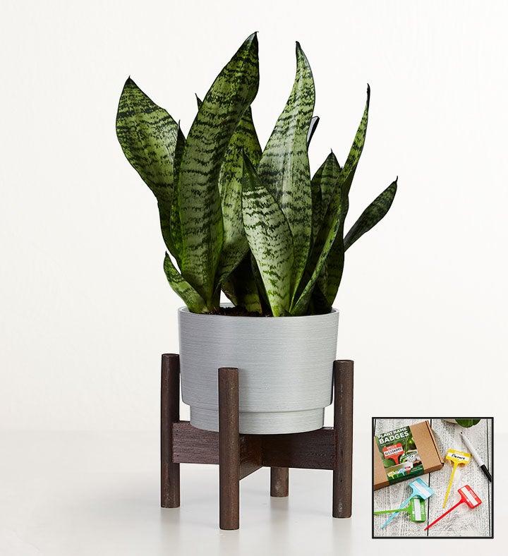 1-800-Flowers Plant Delivery Snake Plant (Sansevieria) Table Size (Medium) W/ Granite Planter + Free Plant Name Badge