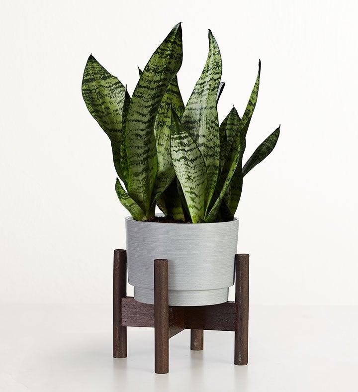 1-800-Flowers Plant Delivery Snake Plant (Sansevieria) Table Size (Medium) W/ Granite Planter
