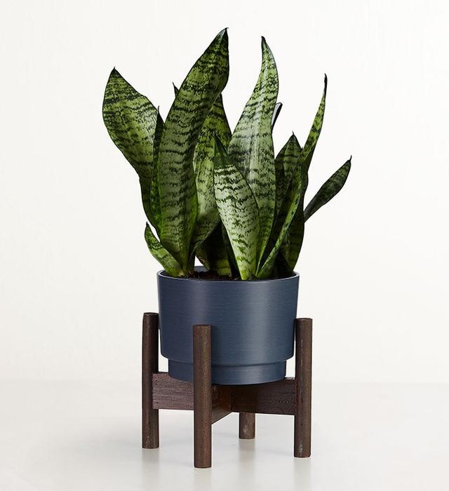 1-800-Flowers Plant Delivery Snake Plant (Sansevieria) Table Size (Medium) W/ Midnight Planter