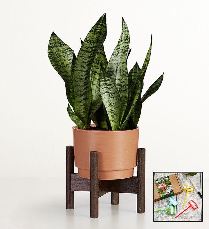 1-800-Flowers Plant Delivery Snake Plant (Sansevieria) Table Size (Medium) W/ Rust Planter + Free Plant Name Badge