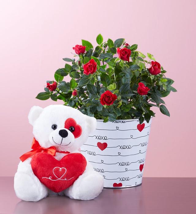 1-800-Flowers Flower Delivery Love Rose Plant Large W/ Plush