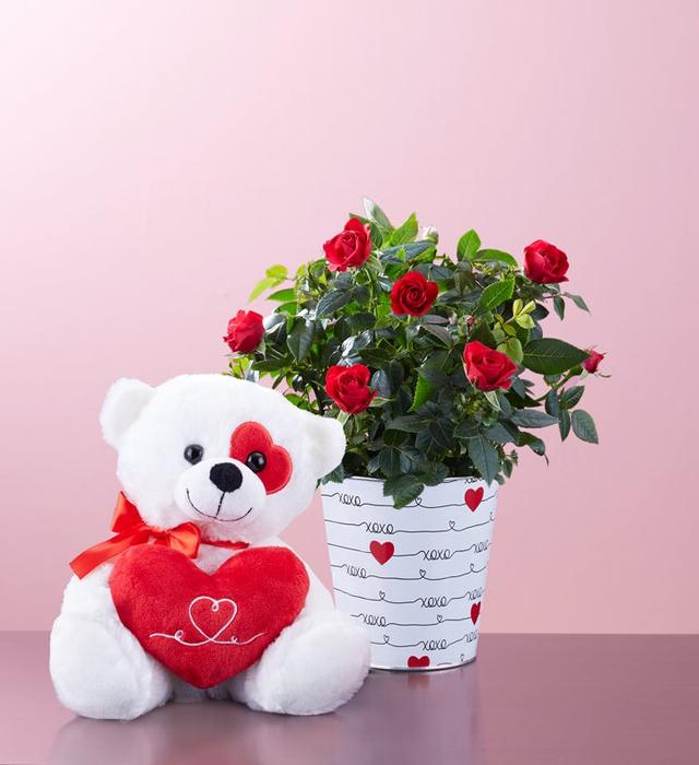 1-800-Flowers Flower Delivery Love Rose Plant Small W/ Plush
