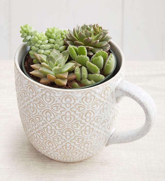 1-800-Flowers Plant Delivery Artisan Mug Succulent Garden