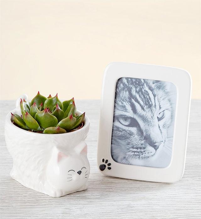 1-800-Flowers Everyday Gift Delivery My Pawfect Pet Cat Bundle