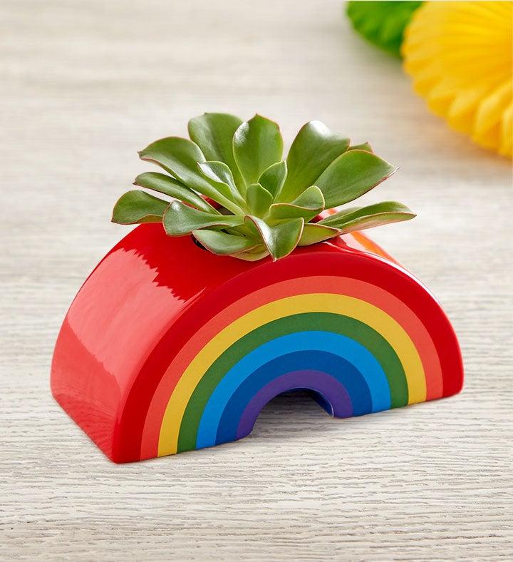 1-800-Flowers Plant Delivery Sunshine & Rainbow Mini Succulent