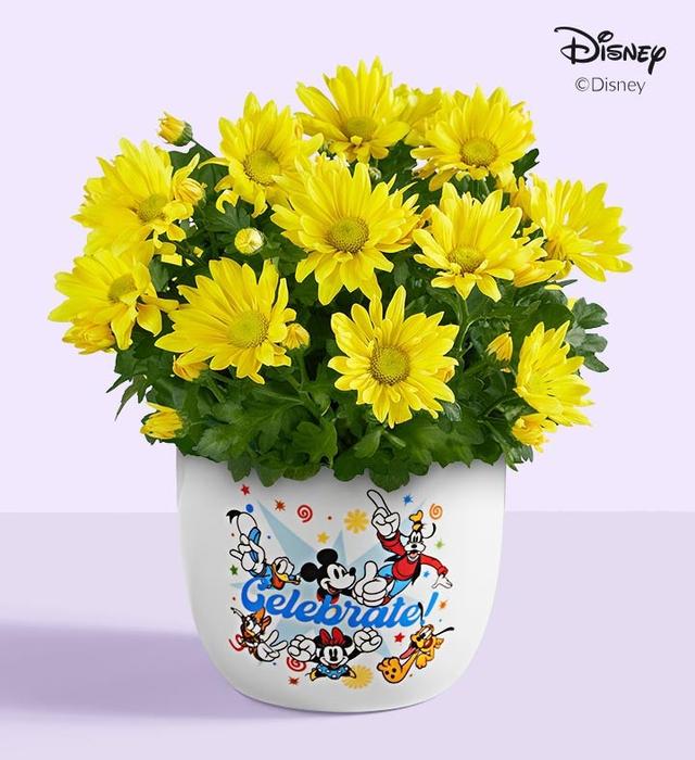 Disney Mickey Mouse Celebration Mum Plant Gift