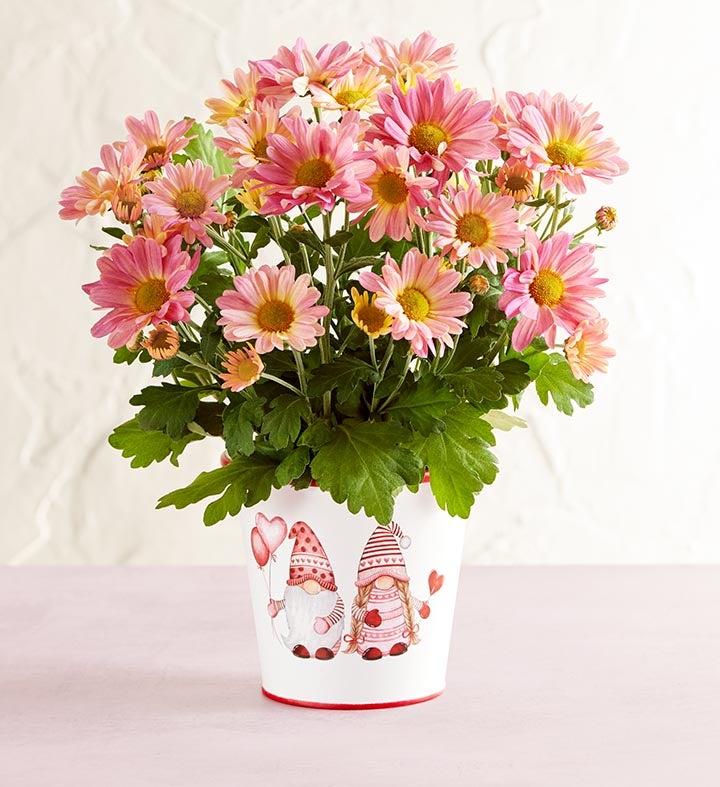 1-800-Flowers Everyday Gift Delivery Love Like Gnome Other Mum Plant