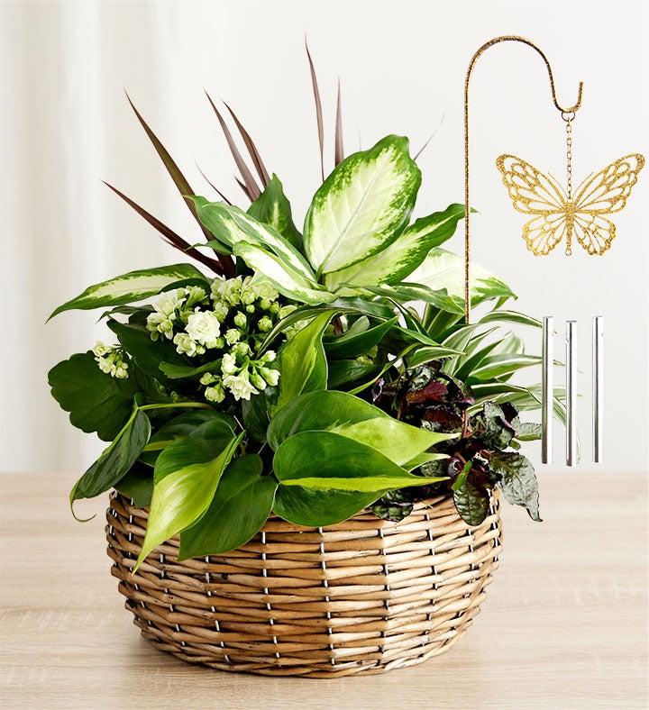 1-800-Flowers Plant Delivery Butterfly Chime Dish Garden
