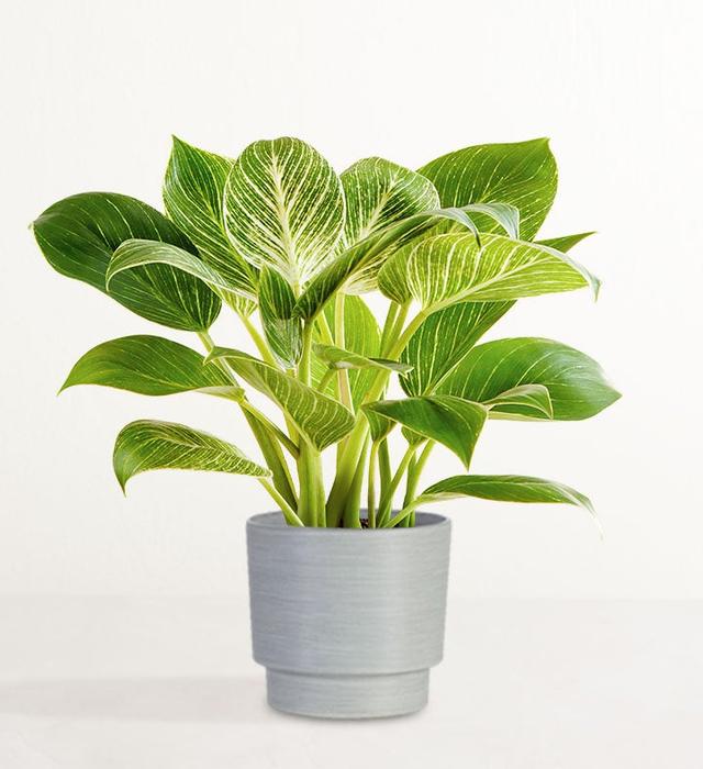 1-800-Flowers Plant Delivery Philodendron Birkin Plant Shelf Size (Small) W/ Granite Planter