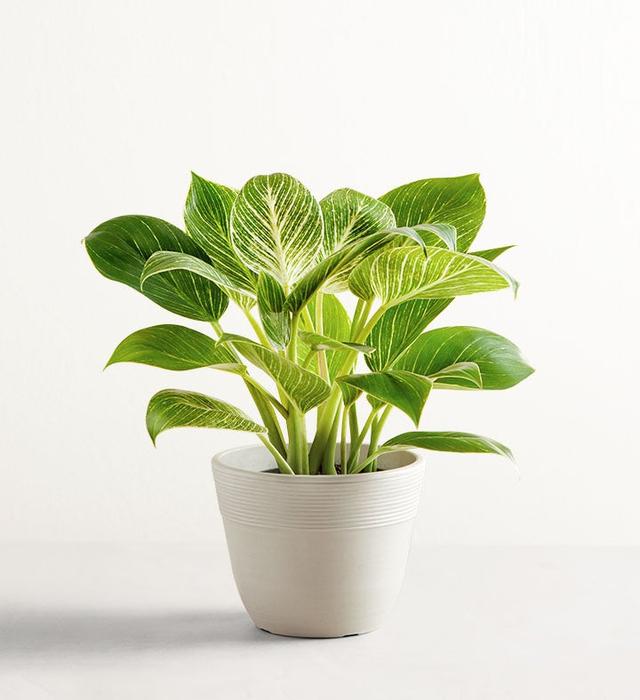 1-800-Flowers Plant Delivery Philodendron Birkin Plant Shelf Size (Small) W/ Sandstone Planter