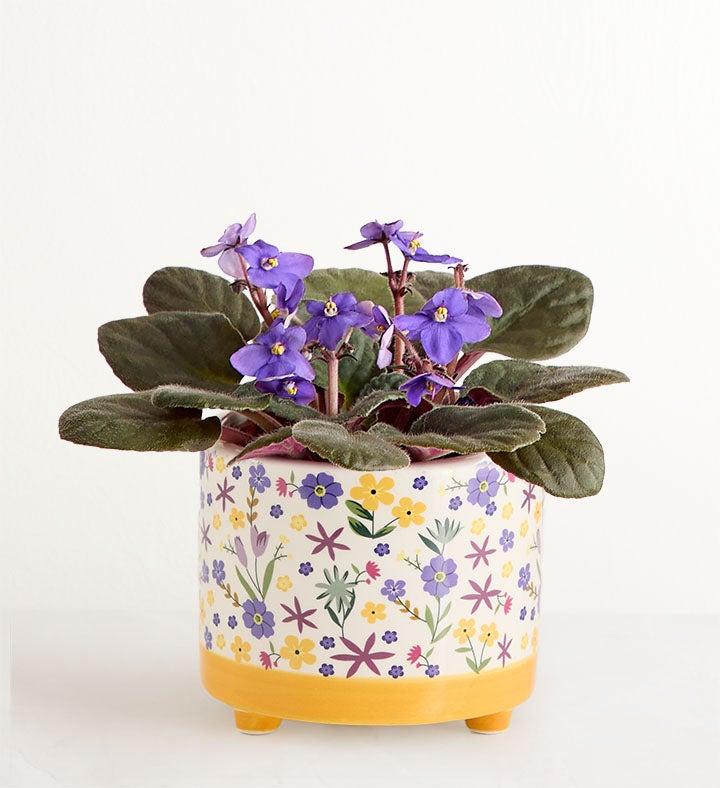 1-800-Flowers Seasonal Gift Delivery Thanks For Helping Me Grow African Violet Botanical African Violet