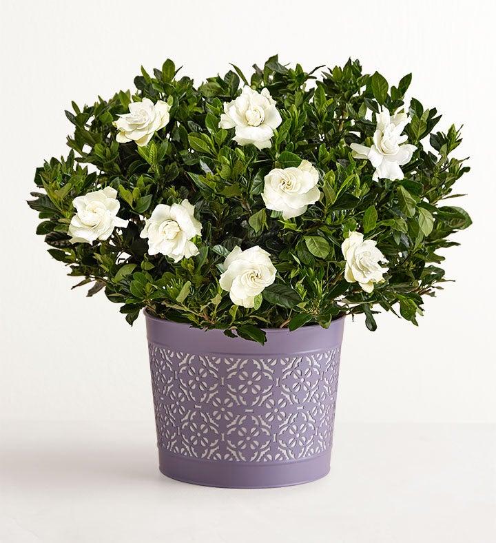1-800-Flowers Plant Delivery Fragrant Gardenia Large Plant