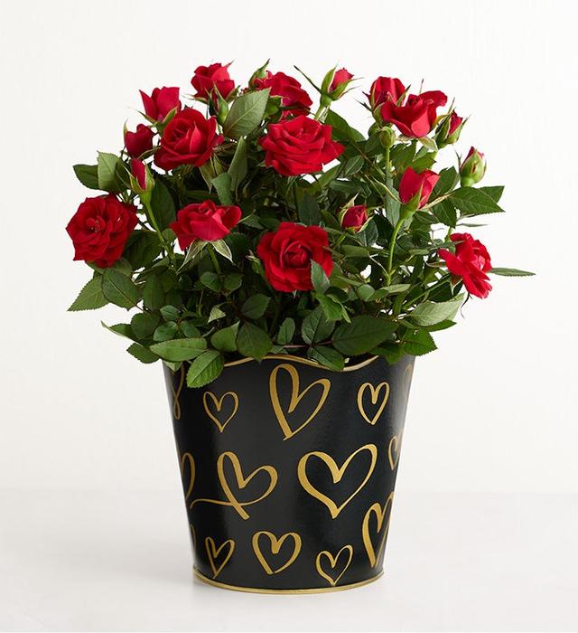 1-800-Flowers Flower Delivery Midnight Romance Red Rose Plant
