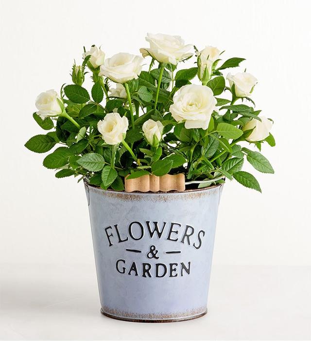 1-800-Flowers Flower Delivery Flowers & Garden White Rose