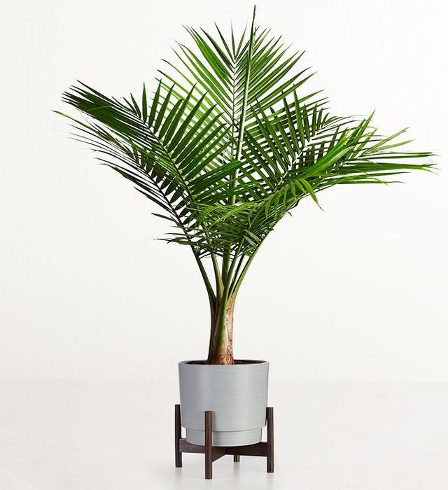 1-800-Flowers Plant Delivery Majesty Palm Floor Plant (Large) W/ Granite Planter