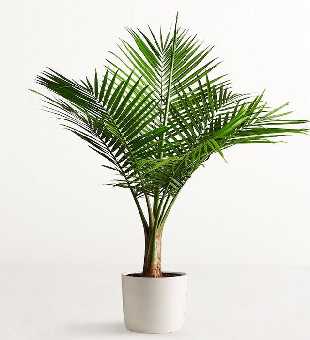 1-800-Flowers Plant Delivery Majesty Palm Floor Plant (Large) W/ Sandstone Planter