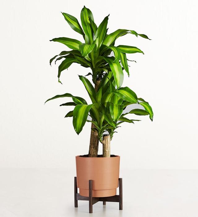 1-800-Flowers Plant Delivery Mass Cane Floor Plant (Large) W/ Rust Planter