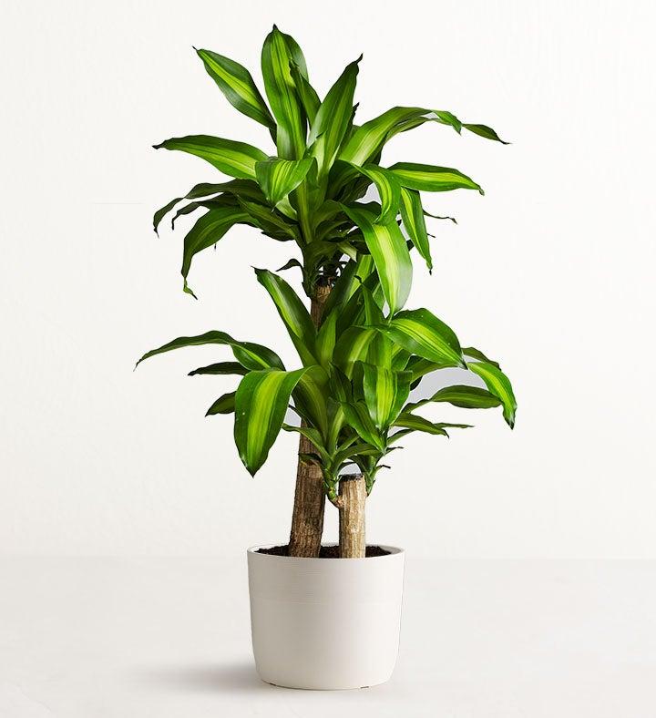 1-800-Flowers Plant Delivery Mass Cane Floor Plant (Large) W/ Sandstone Planter