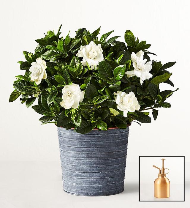 1-800-Flowers Plant Delivery Gardenia Blooms Table Size (Medium) W/ Slate Planter W/ Mister
