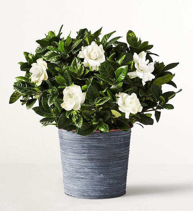 1-800-Flowers Plant Delivery Gardenia Blooms Table Size (Medium) W/ Slate Planter