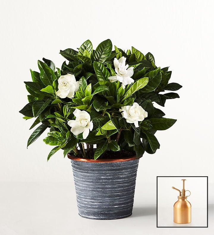 1-800-Flowers Plant Delivery Gardenia Blooms Shelf Size (Small) W/ Slate Planter W/ Mister