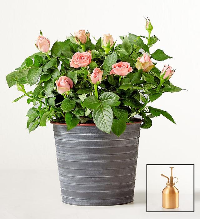 1-800-Flowers Flower Delivery Blossoming Pink Rose Plant Table Size (Medium) W/ Slate Planter W/ Mister