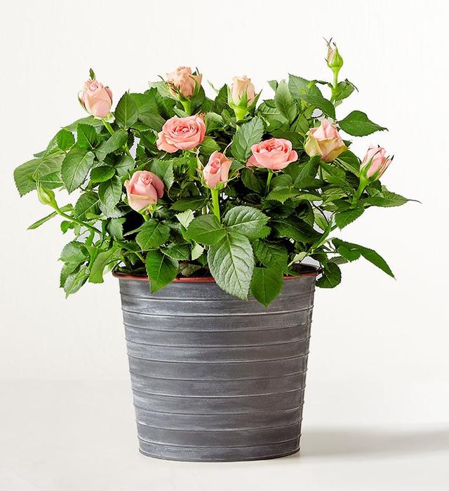 1-800-Flowers Flower Delivery Blossoming Pink Rose Plant Table Size (Medium) W/ Slate Planter
