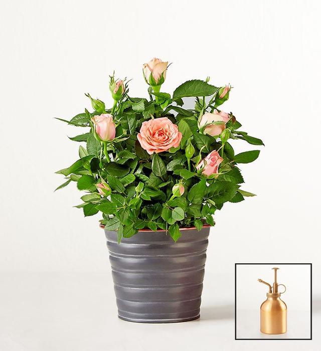 1-800-Flowers Flower Delivery Blossoming Pink Rose Plant Shelf Size (Small) W/ Slate Planter W/ Mister