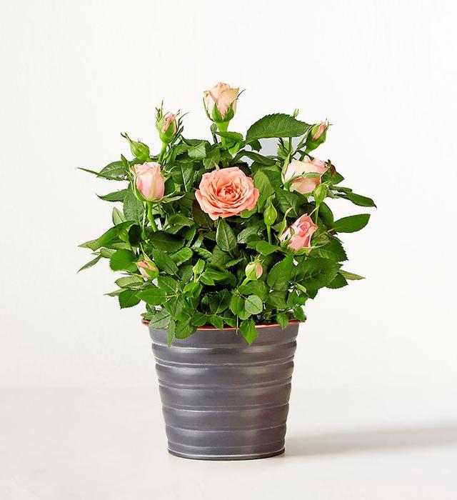 1-800-Flowers Flower Delivery Blossoming Pink Rose Plant Shelf Size (Small) W/ Slate Planter