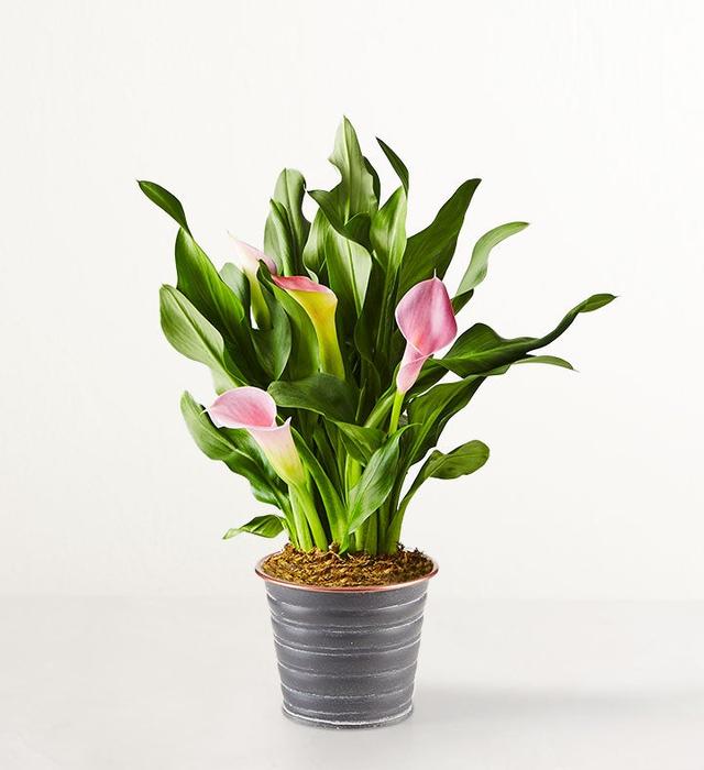 1-800-Flowers Flower Delivery Pink Petal Calla Lily Shelf Size (Small) W/ Slate Planter